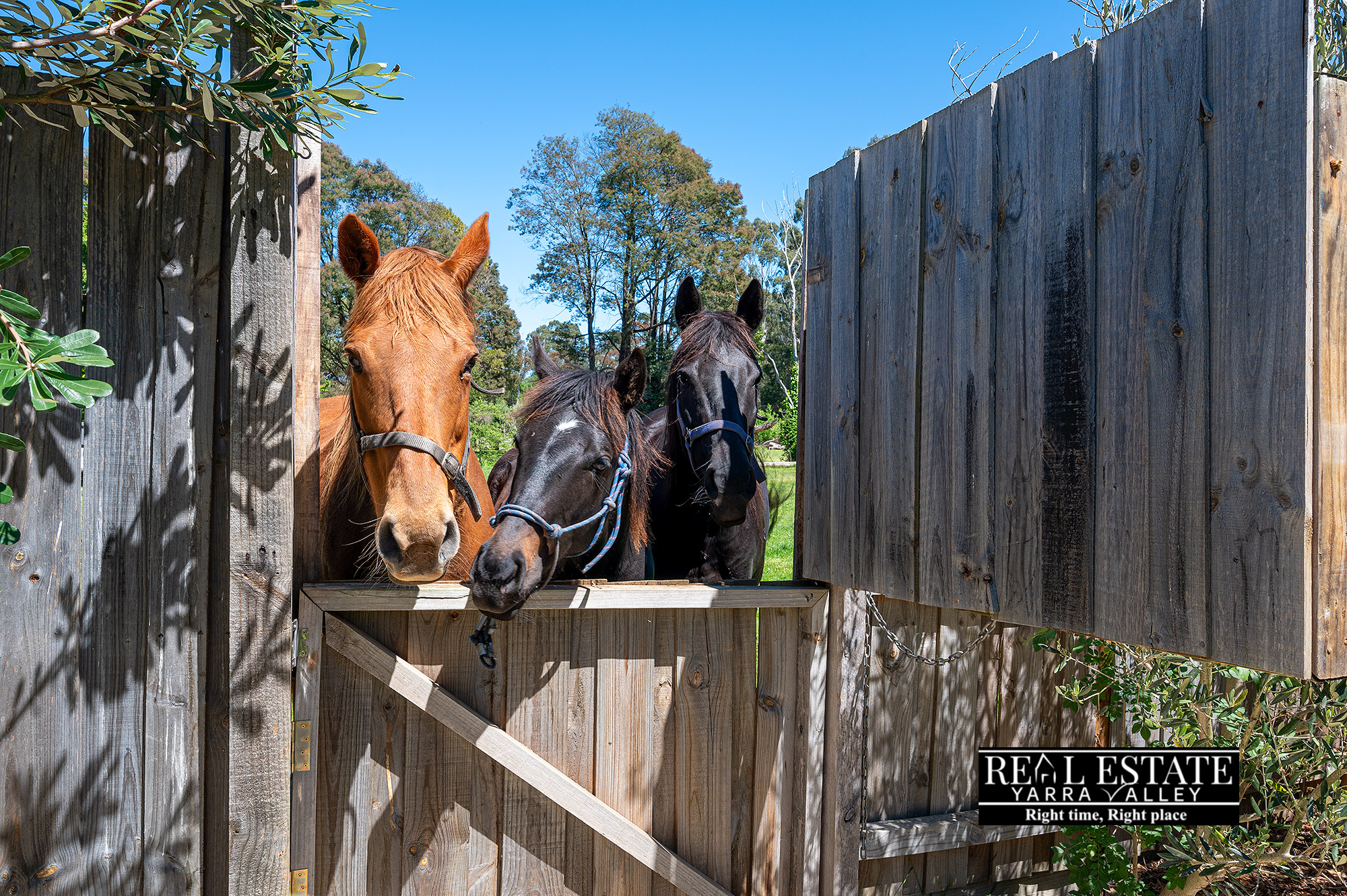 11 Rutter Avenue, HEALESVILLE, VIC 3777 AUS